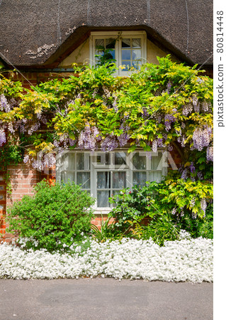 Traditional english thatched house with flower decoration in Southern England UK Traditional english thatched house with flower decoration in Southern England UK 80814448