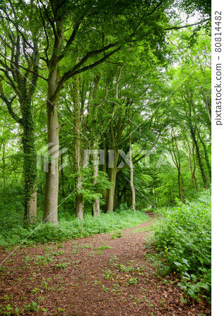 Scenic road through green forest in Southern England Scenic road through green forest in Southern England 80814482