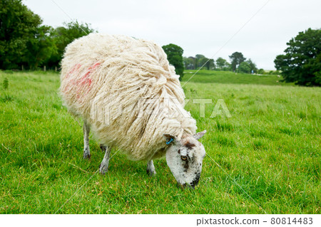 Grazing sheep 80814483