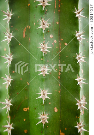 Cactus stem with ribs and spines close-up Cactus stem with ribs and spines close-up 80814517