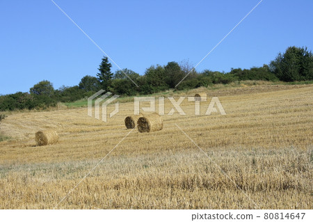grain field grain field 80814647