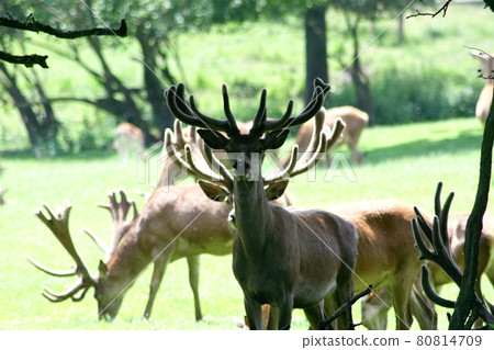Fallow-pack Fallow-pack 80814709