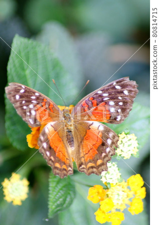 butterfly butterfly 80814715