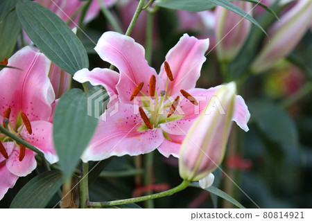 Flowering of colorful lilies, Thailand Flowering of colorful lilies, Thailand 80814921