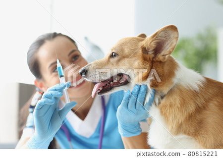 Veterinarian doctor holds syringe with needle in front of dog 80815221