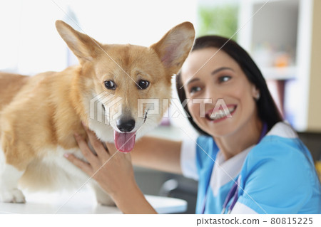 Smiling female veterinarian conducts examination of dog 80815225