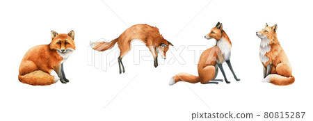 Fox animal set. Watercolor illustration. Wild cute red fox collection. Wildlife furry animal with red fur and black paws sitting, hunting. Isolated on white background. Adorable foxy element 80815287