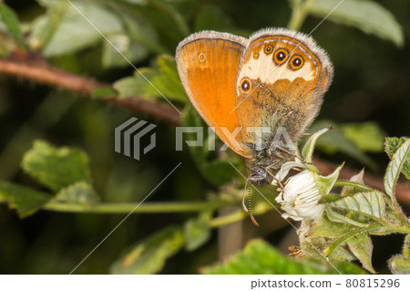 Pearl heath butterfly(Coenonympha arcania) Pearl heath butterfly(Coenonympha arcania) 80815296