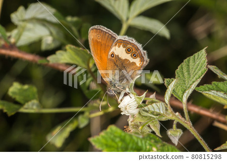 Pearl heath butterfly(Coenonympha arcania) Pearl heath butterfly(Coenonympha arcania) 80815298