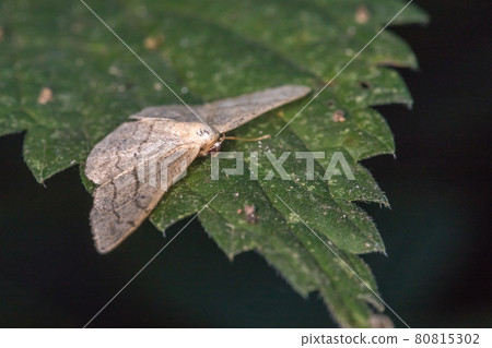 Pale mullein wave (Scopula incanata) Pale mullein wave (Scopula incanata) 80815302