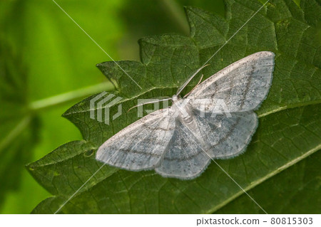 Common white wave (Cabera pusaria) 80815303