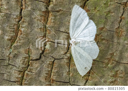 Common white wave (Cabera pusaria) Common white wave (Cabera pusaria) 80815305