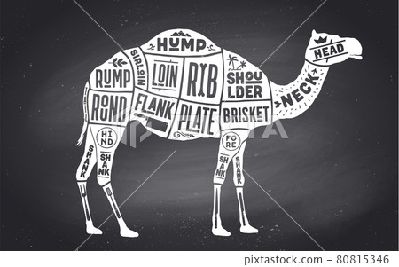 Camel, dromedary. Scheme, diagram, chart pork, butcher guide 80815346