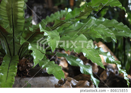 Green leaves of various plants, Thailand Green leaves of various plants, Thailand 80815855