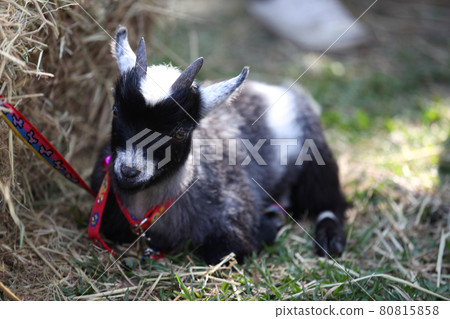Little goat with horns, Thailand Little goat with horns, Thailand 80815858