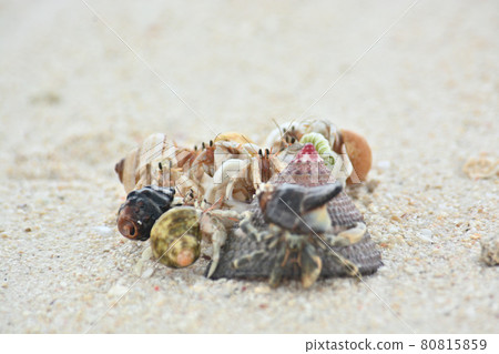 Hermit crab Hermit crab 80815859