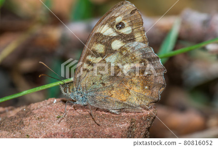 Speckled wood butterfly (Pararge aegeria) 80816052