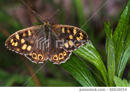 Speckled wood butterfly (Pararge aegeria) Speckled wood butterfly (Pararge aegeria) 80816054