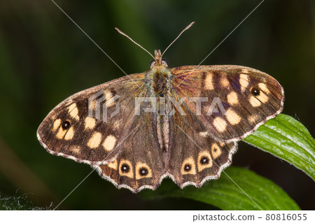 Speckled wood butterfly (Pararge aegeria) 80816055