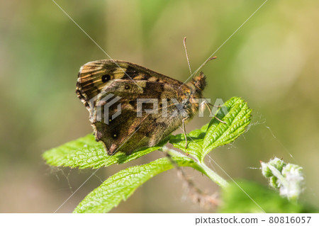 Speckled wood butterfly (Pararge aegeria) Speckled wood butterfly (Pararge aegeria) 80816057