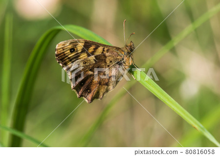 Speckled wood butterfly (Pararge aegeria) 80816058