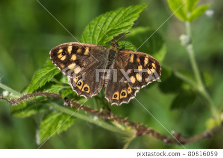 Speckled wood butterfly (Pararge aegeria) 80816059
