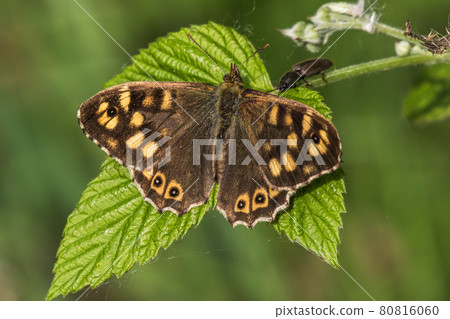 Speckled wood butterfly (Pararge aegeria) 80816060
