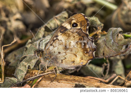 Speckled wood butterfly (Pararge aegeria) 80816061