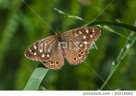 Speckled wood butterfly (Pararge aegeria) Speckled wood butterfly (Pararge aegeria) 80816065