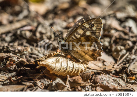 Speckled wood butterfly (Pararge aegeria) Speckled wood butterfly (Pararge aegeria) 80816073