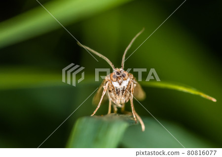 Rush veneer (Nomophila noctuella) 80816077