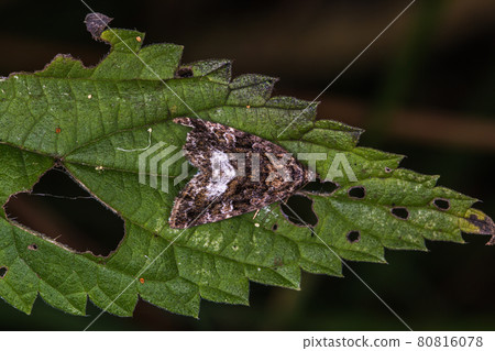 Marbled white spot(Protodeltote pygarga) Marbled white spot(Protodeltote pygarga) 80816078