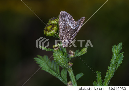 Marbled white spot(Protodeltote pygarga) Marbled white spot(Protodeltote pygarga) 80816080