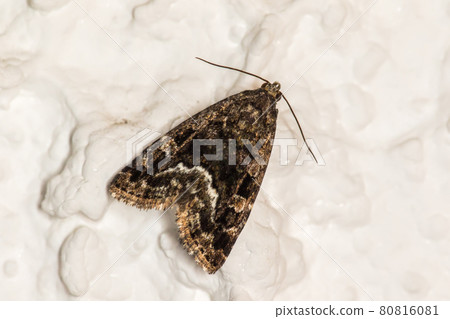 Marbled white spot(Protodeltote pygarga) Marbled white spot(Protodeltote pygarga) 80816081