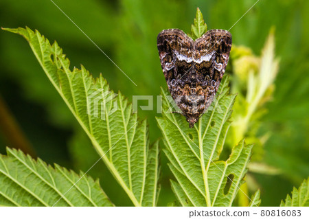 Marbled white spot(Protodeltote pygarga) Marbled white spot(Protodeltote pygarga) 80816083