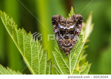 Marbled white spot(Protodeltote pygarga) Marbled white spot(Protodeltote pygarga) 80816084
