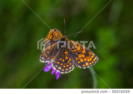 Heath fritillary (Melitaea athalia) Heath fritillary (Melitaea athalia) 80816089