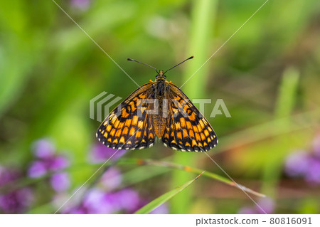 Heath fritillary (Melitaea athalia) Heath fritillary (Melitaea athalia) 80816091
