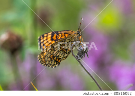 Heath fritillary (Melitaea athalia) Heath fritillary (Melitaea athalia) 80816092