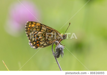 Heath fritillary (Melitaea athalia) Heath fritillary (Melitaea athalia) 80816093