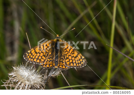 Glanville fritillary (Melitaea cinxia) 80816095