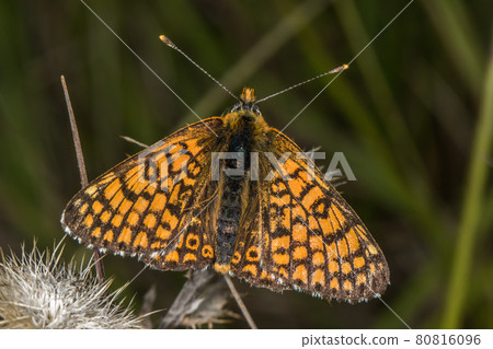 Glanville fritillary (Melitaea cinxia) Glanville fritillary (Melitaea cinxia) 80816096