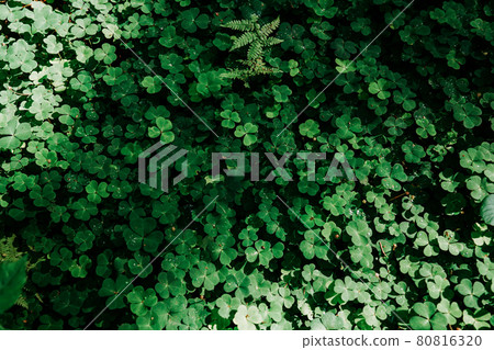 Green clover field. Natural leaves in the forest. Real natural background 80816320