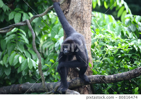 Monkeys are busy with their chores, Singapore 80816474