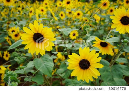 Sunflowers blooming all over the area 80816776