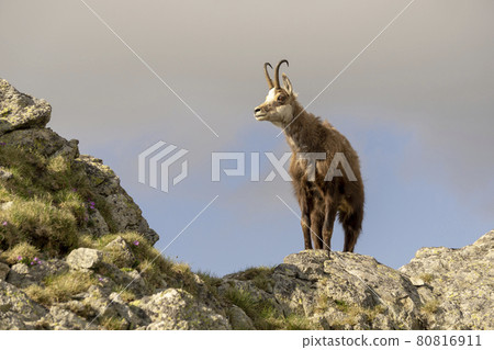 A chamois on a rock. Tatra Mountains. A chamois on a rock. Tatra Mountains. 80816911