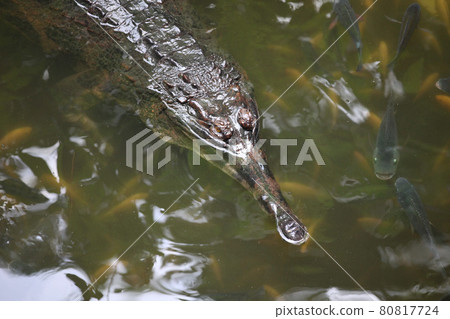 Crocodile swims in the water, Singapore Crocodile swims in the water, Singapore 80817724