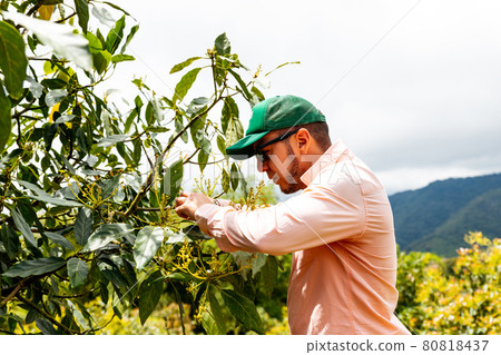 Young agronomist with sunglasses inspecting avocado tree, organic and eco harvest 80818437