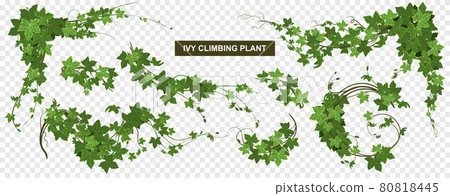 Ivy World Climbing Composition Ivy World Climbing Composition 80818445
