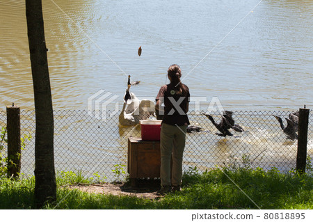 Feeding of pelicans and cormorants in natural parc 80818895
